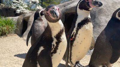 Feathered Fun! The birds - including penguins - are back at the Philadelphia Zoo - fox29.com