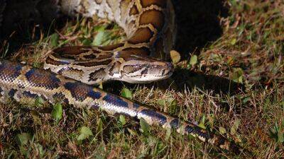 Florida python hunt: 800 compete to remove invasive snakes - fox29.com - state Florida - Canada - county Miami - Burma