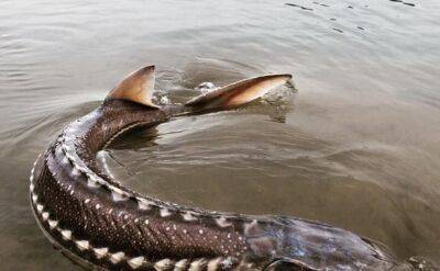 What’s killing B.C.’s Nechako River’s giant sturgeon? - globalnews.ca