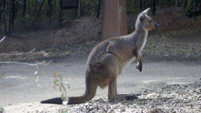 Australian man killed by kangaroo, first fatal attack in over 85 years - fox29.com