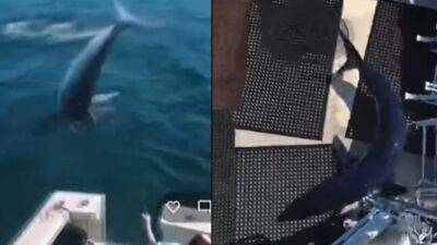Video: Mako shark jumps onto fishing boat in Maine - fox29.com - state Florida - county George - state Maine