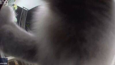 Missing cat returns home, alerts doorbell camera - fox29.com - Los Angeles - state New York - county Island - county Long