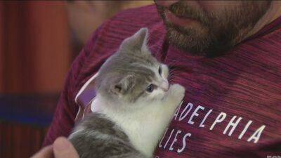 Brews for a good cause as annual Kegs for Cats is held benefiting organizations helping cats in need - fox29.com - city Philadelphia