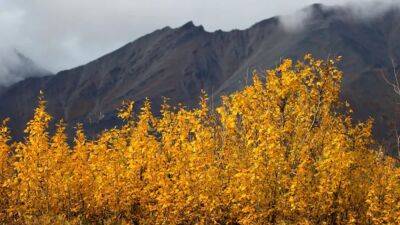 US sees first fall colors of 2022 foliage season; here's where - fox29.com - Usa - state Alaska - city Fairbanks, state Alaska - county Parke