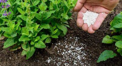 Urea Fertilizer for Maha Season from 1st Oct. - newsfirst.lk - India