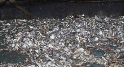 Indian poaching trawler seized in Sea of Sri Lanka - newsfirst.lk - India - Sri Lanka