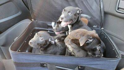 'Moving' suitcase leads to puppy rescue on North Carolina highway - fox29.com - state North Carolina - city Sacramento