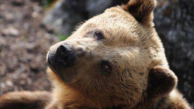 Brown bear mauled 9-year-old boy, troopers say - fox29.com - Slovakia - city Anchorage, state Alaska - state Alaska