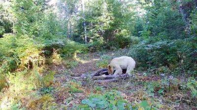 Rare white black bear believed to have been killed by wolves after being caught on Michigan trail camera - fox29.com - state Michigan - county Norton
