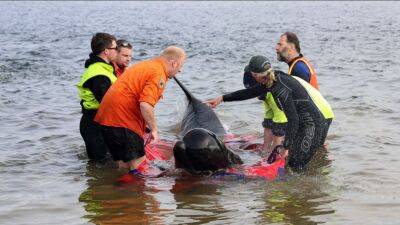 32 whales rescued out of 230 found stranded in Australia, officials say - fox29.com - Australia