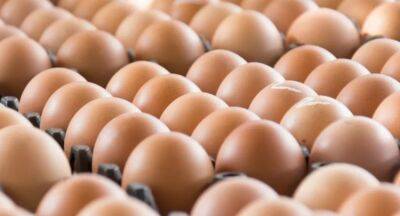 Farmers project egg shortage; Minister not hopeful about poultry industry - newsfirst.lk