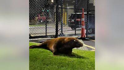 Seal wanders into Massachusetts police station - fox29.com - Los Angeles - state Massachusets - state Connecticut