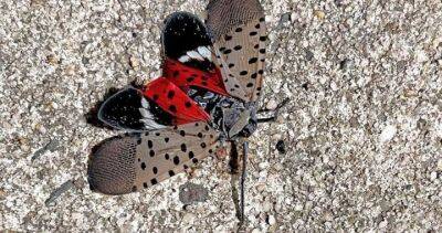 Canadian Food Inspection Agency warns of spotted lanternfly pest nears border - globalnews.ca - China - Usa - state New York - Canada - county Buffalo - state Pennsylvania - state New Jersey - state Delaware - state North Carolina - state Maryland - state Indiana - state Rhode Island