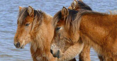 Nova Scotia - Sable Island horses ‘doing well’ after storm Fiona, Parks Canada says - globalnews.ca - Canada - county Park - county Atlantic - city Halifax