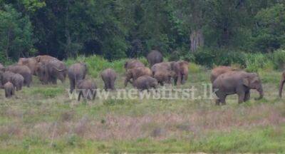 Elephant Attacks: 5 deaths in 48 hours - newsfirst.lk - Sri Lanka