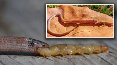 America's rarest snake found choked to death on giant centipede in Florida - fox29.com - state Florida - state Indiana