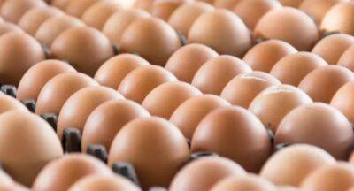 Cabinet gives green light to import eggs, again - newsfirst.lk - Usa - India - Sri Lanka