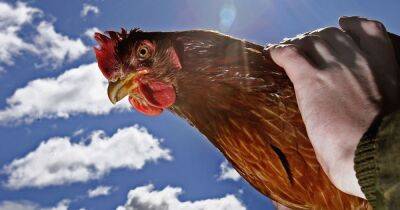 Fears raised over bird to human transmission of avian flu sparking new pandemic - dailyrecord.co.uk - Usa - Britain - state Massachusets - Scotland - county Centre