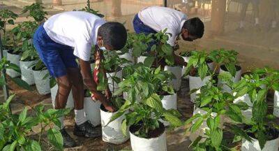 FAO & Australia fund School Agriculture clubs to support nutritional security - newsfirst.lk - Sri Lanka - Australia