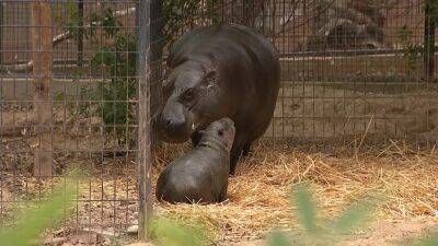 Meet Bubbles: The first pygmy hippo born in Arizona serves important purpose - fox29.com - state Arizona - county Park