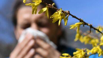 Allergy alert: Early spring blooms are here and could mean ‘a longer and more intense pollen season' - fox29.com - New York - Usa - county Day - state Massachusets - state Maine