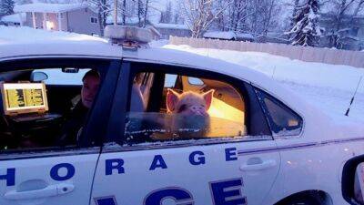 Pig who ‘looked cold’ gets lift from Alaska officers - fox29.com - city Anchorage, state Alaska - state Alaska