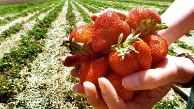 Strawberry outlook deemed ‘promising’ despite impacts from hurricanes, atmospheric rivers - fox29.com - state California - state Florida - city Boston