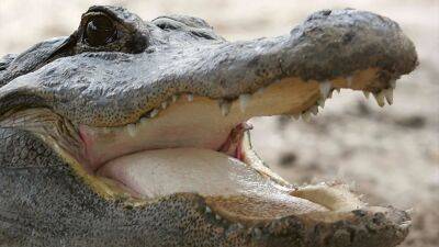 Joe Raedle - Large alligator kills 85-year-old Florida woman - fox29.com - Spain - state Florida - county St. Lucie