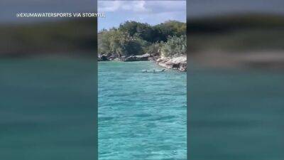 Dog vs shark: Standoff thrills tourists on Bahamas boat tour - fox29.com - Bahamas