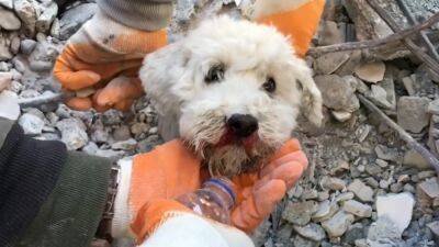 Watch: Rescuers save small dog trapped in rubble following earthquake in Turkey - fox29.com - Turkey - Syria
