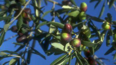 Olive oil prices climbing after heat, drought in Europe leads to poor harvest, shortage - fox29.com - Usa - Italy - Spain - Portugal - Tunisia