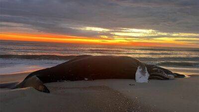 US government agency says 'no link' between dead whales and wind farm development - fox29.com - New York - Usa - state New York - county Island - state Virginia - state Maryland - state Maine - state Rhode Island - county Long - county Gulf