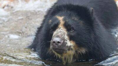 St. Louis Zoo bear escapes from enclosure for second time in a month - fox29.com - county St. Louis