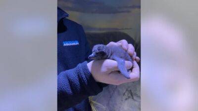Adventure Aquarium welcomes baby blue penguin to its growing colony - fox29.com - state New Jersey - county Camden