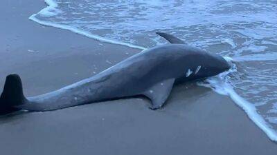 Woman finds beached dolphin during dog walk on Avalon beach - fox29.com - New York - state New Jersey - county Atlantic - Jersey - county Cape May