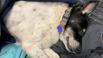 Deputy finds elderly dog nearly frozen to death, returns pet to owner - fox29.com - Usa - Los Angeles - state Maine