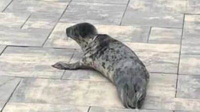 'Silly seal alert!' Seal pup rescued trying to cross highway in Ocean County - fox29.com - state New Jersey - county Ocean