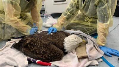 Bald eagle dies after ingesting poison, prompting calls for change from advocates - fox29.com - state Massachusets - county Arlington
