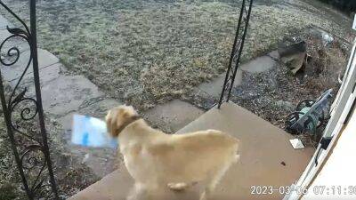 'Pooch pirate' swipes makeup delivery from Texas home - fox29.com - state Texas