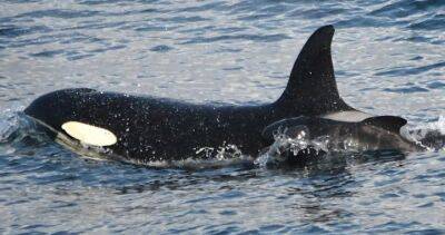 Killer whale seems to have adopted — or abducted — a pilot whale, surprising experts - globalnews.ca - county Canadian - Iceland
