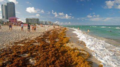 Giant blob of seaweed twice the width of US taking aim at Florida, scientists say - fox29.com - Usa - state Florida - Mexico - county Gulf - city Miami Beach, state Florida