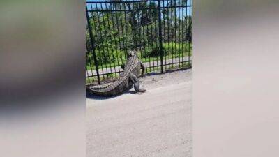 So Florida: Massive alligator crushes through metal fence at Florida golf course - fox29.com - state Florida - county Island - county Stone - county Charlotte