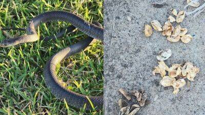 Toddler chasing deadly snake leads to nest discovery with 110 eggs - fox29.com - Australia - state Florida