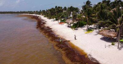 Florida, Mexico and Caribbean brace for incoming 8,000-km-wide seaweed blanket - globalnews.ca - state Florida - Mexico - county Gulf - Virgin Islands