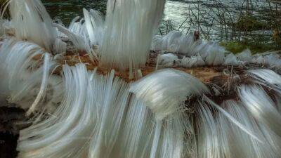 Watch: Surreal 'hair ice' grows from dead branch on frozen Washington morning - fox29.com - Washington - city Washington