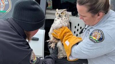 Officer wades through waist-high snow to rescue owl with broken wing - fox29.com - Los Angeles - state New Mexico - state North Dakota
