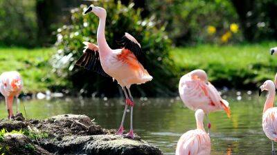 Flamingos form cliques within their flocks, new study finds - fox29.com - Britain - Washington - Chile