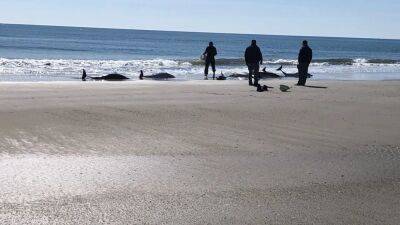 Crews responding to group of beached dolphins on NJ beach - fox29.com - county Cape May - city Isle