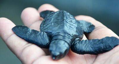 Priyantha Perera - Navy turtle project releases over 100 hatchlings - newsfirst.lk - Sri Lanka - county Centre - Panama
