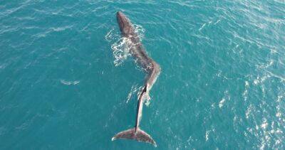 Startling video shows whale with deformed, bent spine swimming near Spain - globalnews.ca - Spain